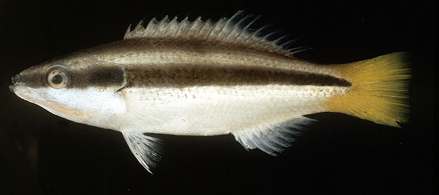Diproctacanthus xanthurus (Bleeker, 1856)